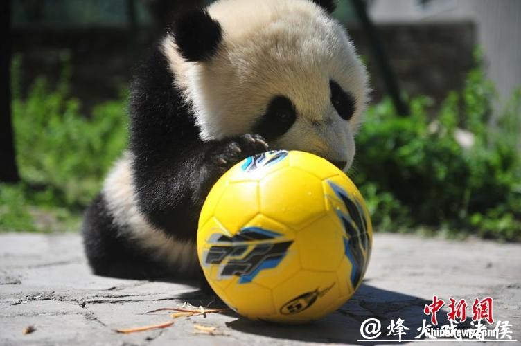 支持球队时如何理智进行世界杯滚球